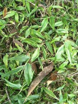 Image of Ichnanthus pallens var. major (Nees) Stieber