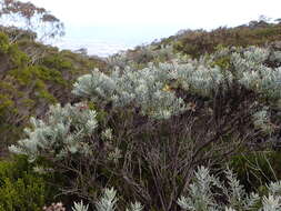 Image of Hubertia tomentosa Bory