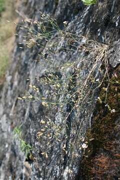 Image of Petrorhagia saxifraga subsp. saxifraga