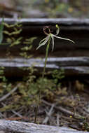 Caladenia mesocera Hopper & A. P. Br. resmi