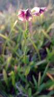 Image of Schwenckia curviflora Benth.