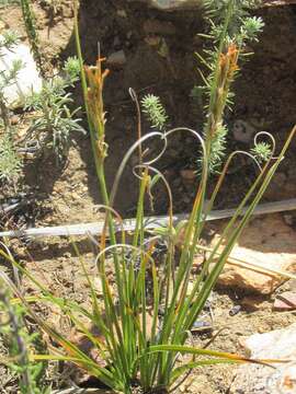 Image of Carex capensis Thunb.