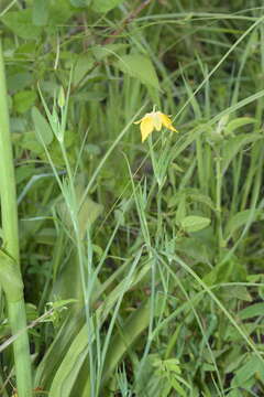 Image of Calochortus barbatus (Kunth) Painter