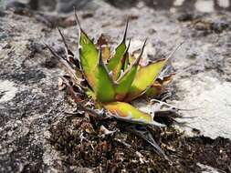 Image of Agave horrida Lem. ex Jacobi