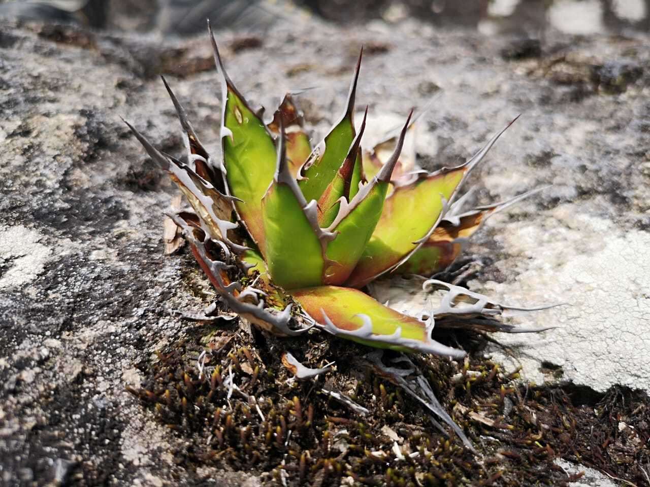 Agave horrida Lem. ex Jacobi resmi