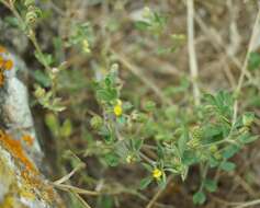 Imagem de Medicago meyeri Gruner