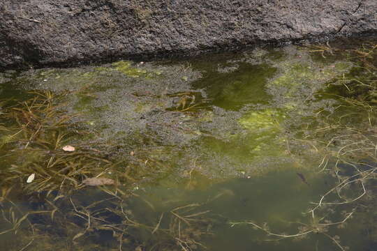 Image of Water lily aphid