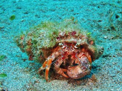 Image of jeweled anemone hermit