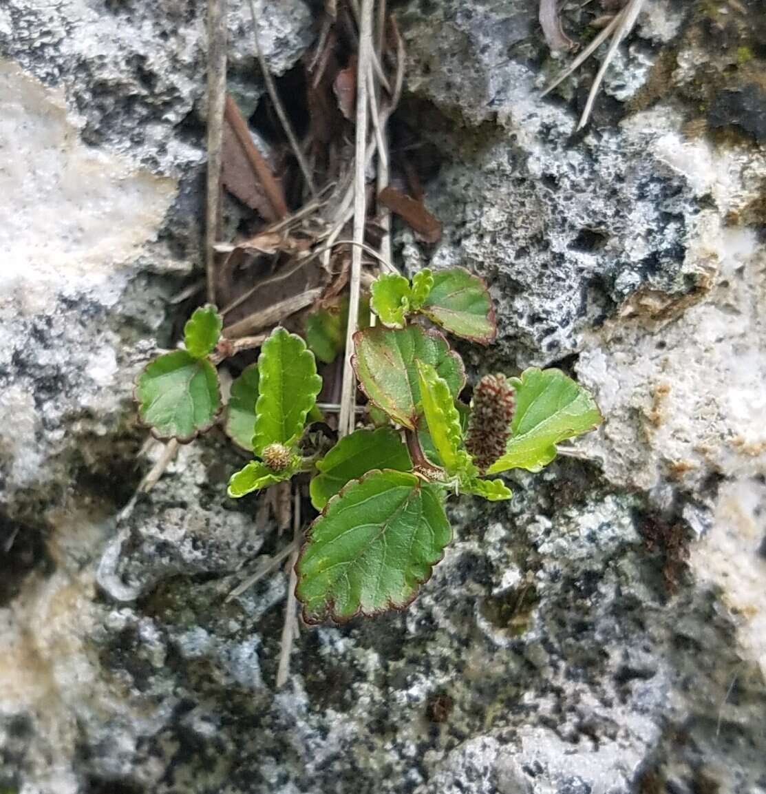 Imagem de Acalypha chamaedrifolia (Lam.) Müll. Arg.