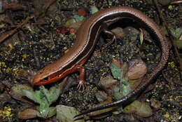 Image of Coal Skink