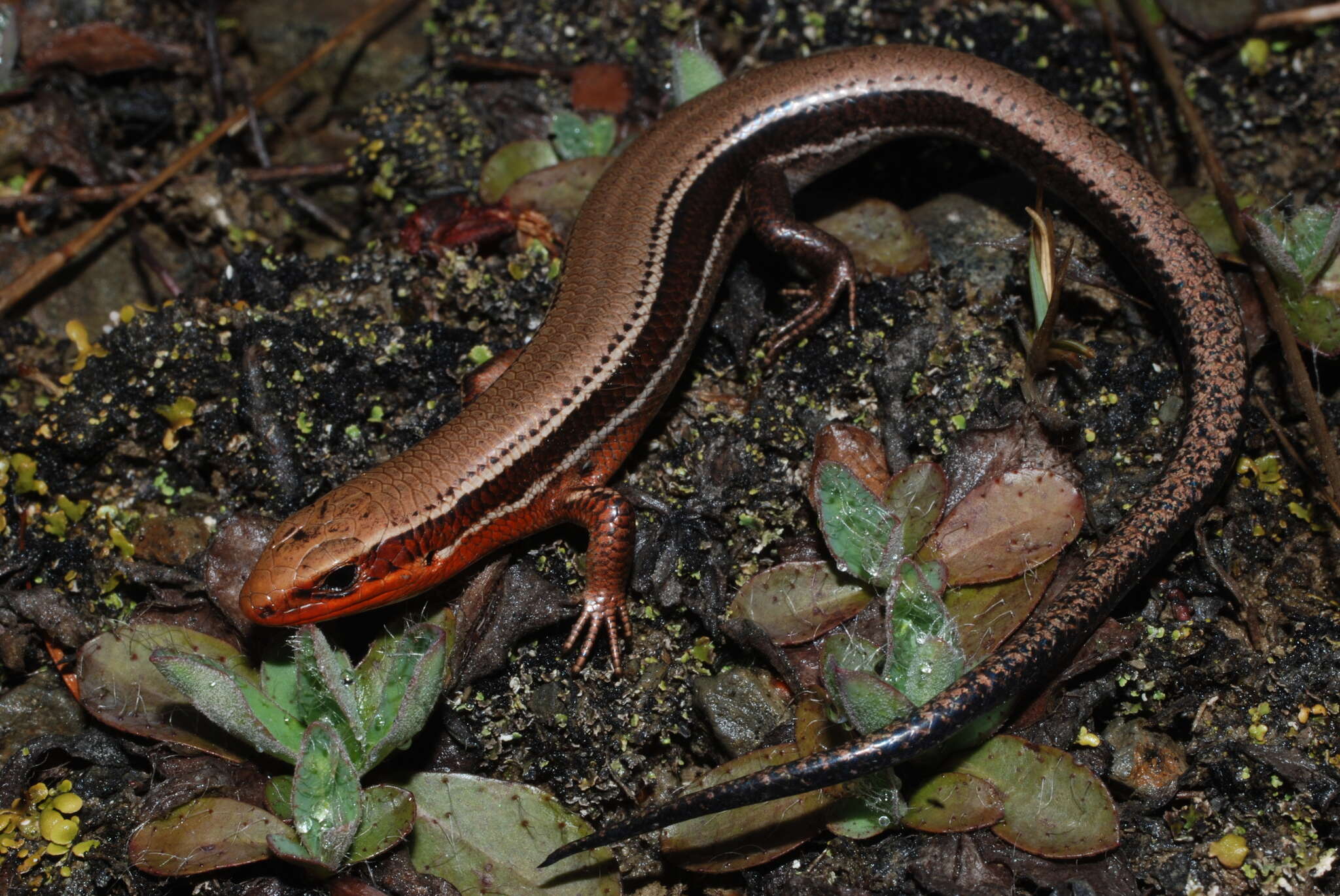 Image of Coal Skink