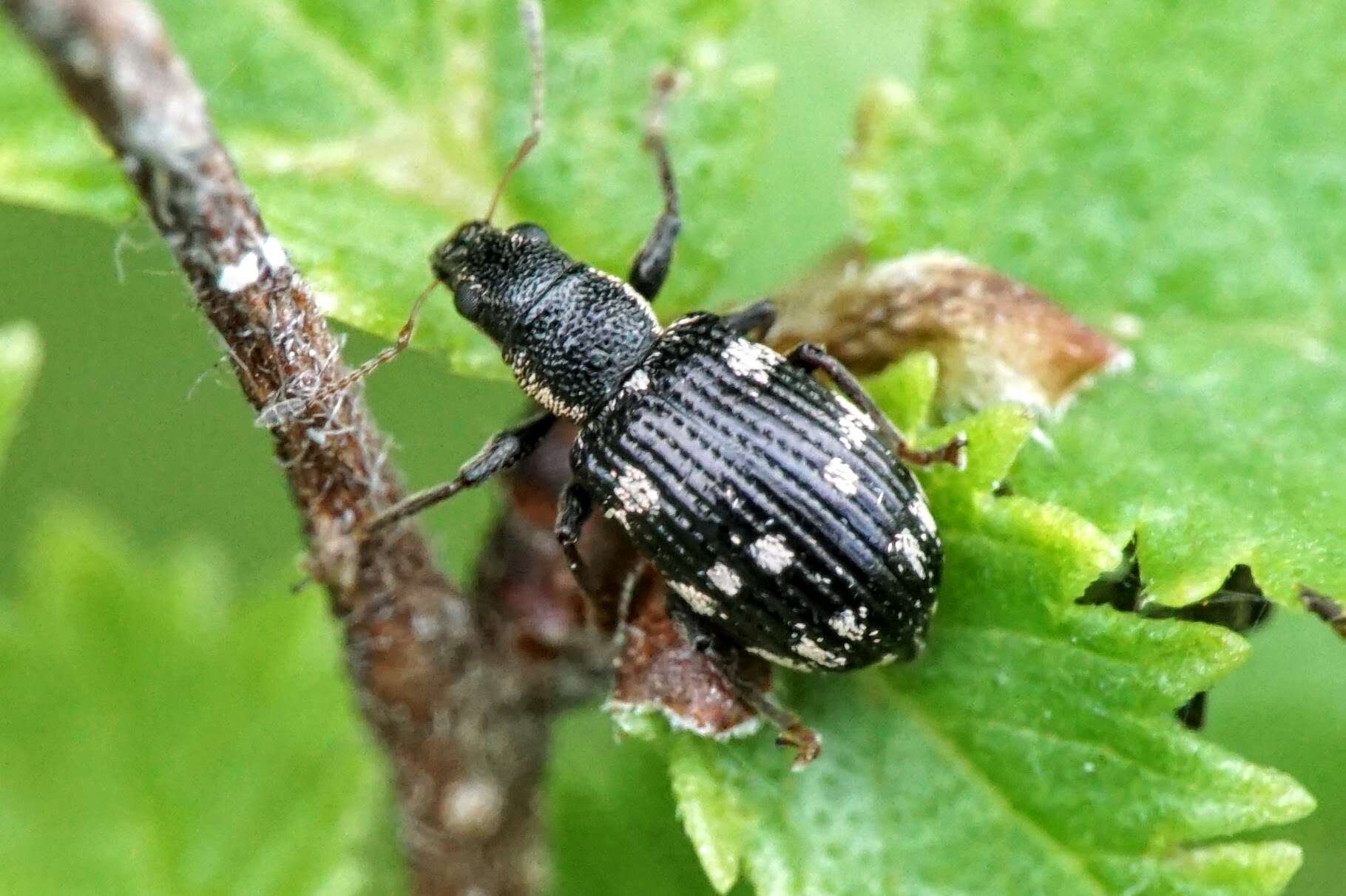 Image of Polydrusus (Polydrusus) picus (Fabricius 1792)