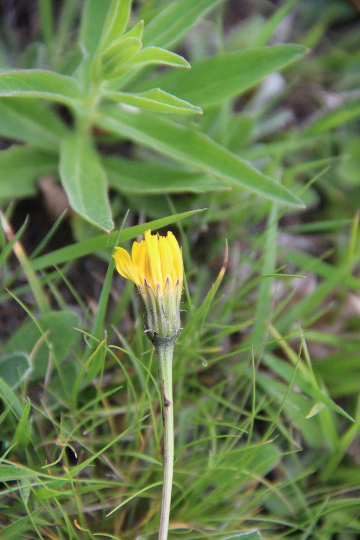 Image of Leontodon caucasicus (M. Bieb.) Fisch.