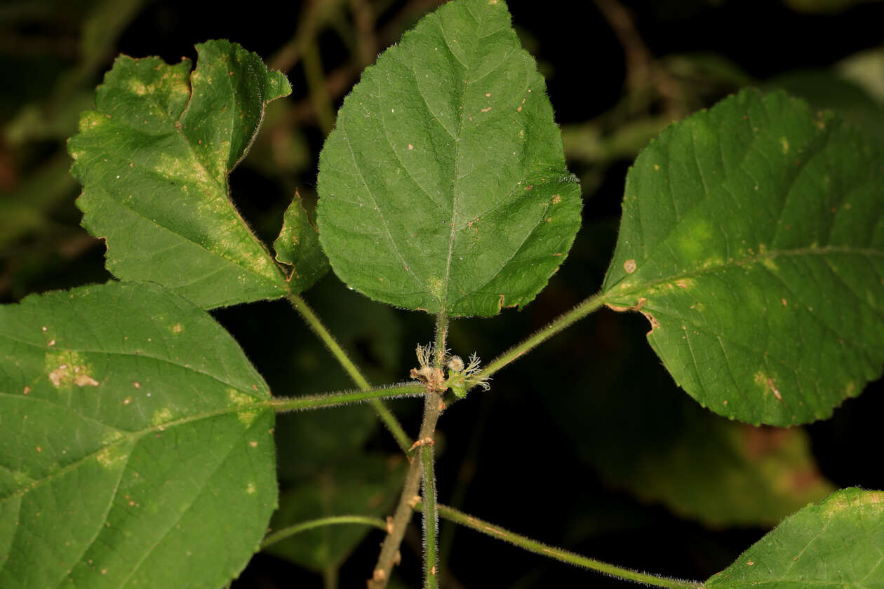 Image of Acalypha glabrata f. pilosior (Kuntze) Prain & Hutch.