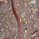 Image of Red-Black Striped Snake