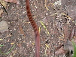 Image of Red-Black Striped Snake