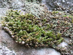 Image of <i>Alleniella complanata</i>