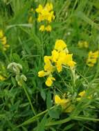 Слика од Lathyrus pratensis L.