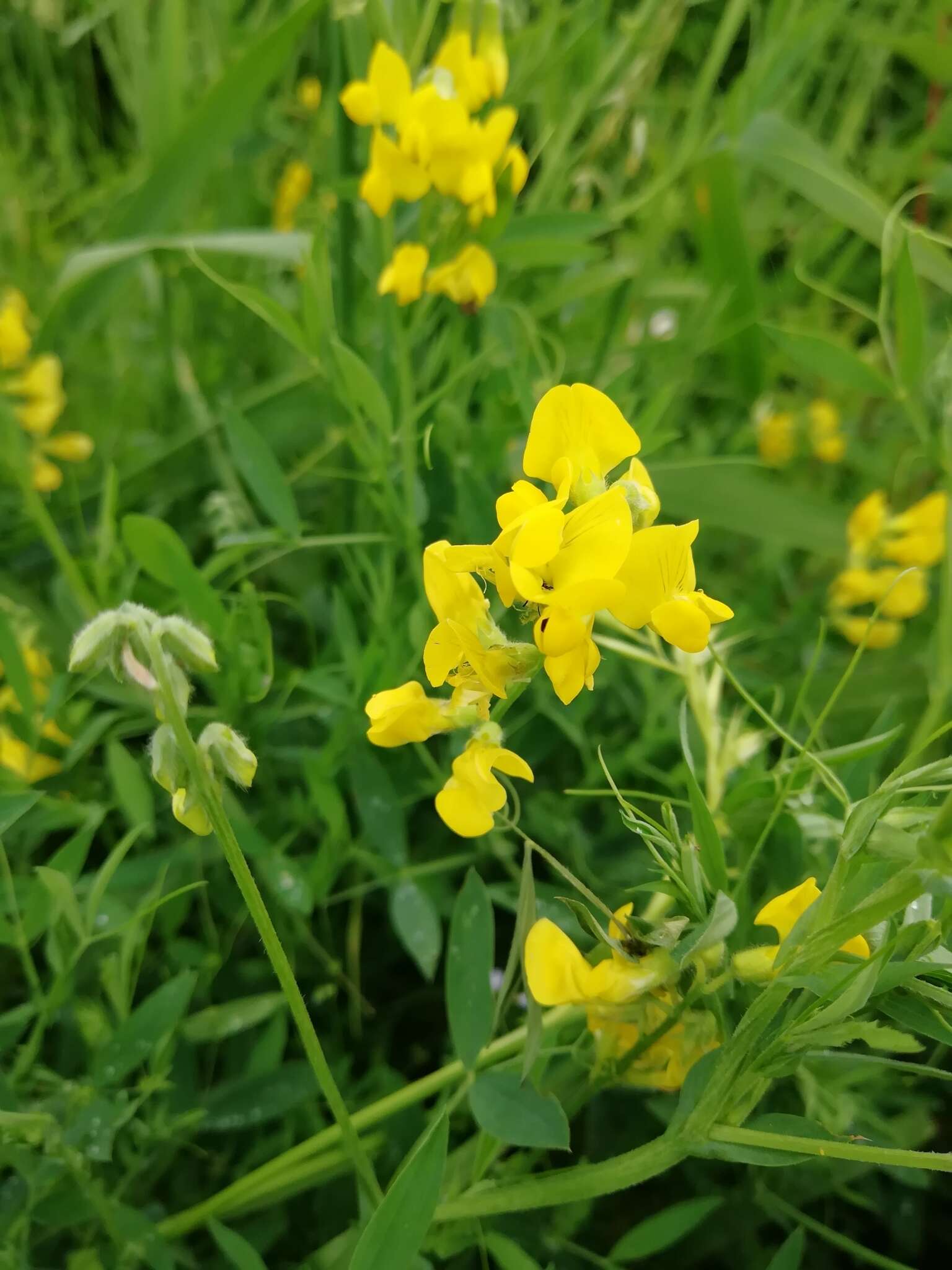 Слика од Lathyrus pratensis L.