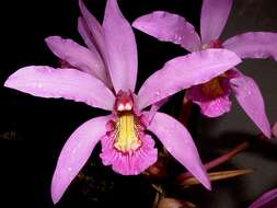 Image of Laelia superbiens Lindl.