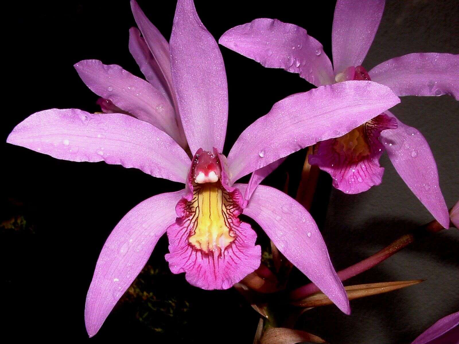 Image of Laelia superbiens Lindl.