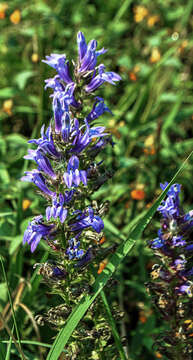 Слика од Lobelia siphilitica L.