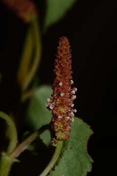 Image of Acalypha microphylla Klotzsch