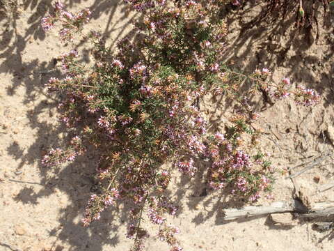 Plancia ëd Erica glabella subsp. laevis E. G. H. Oliver