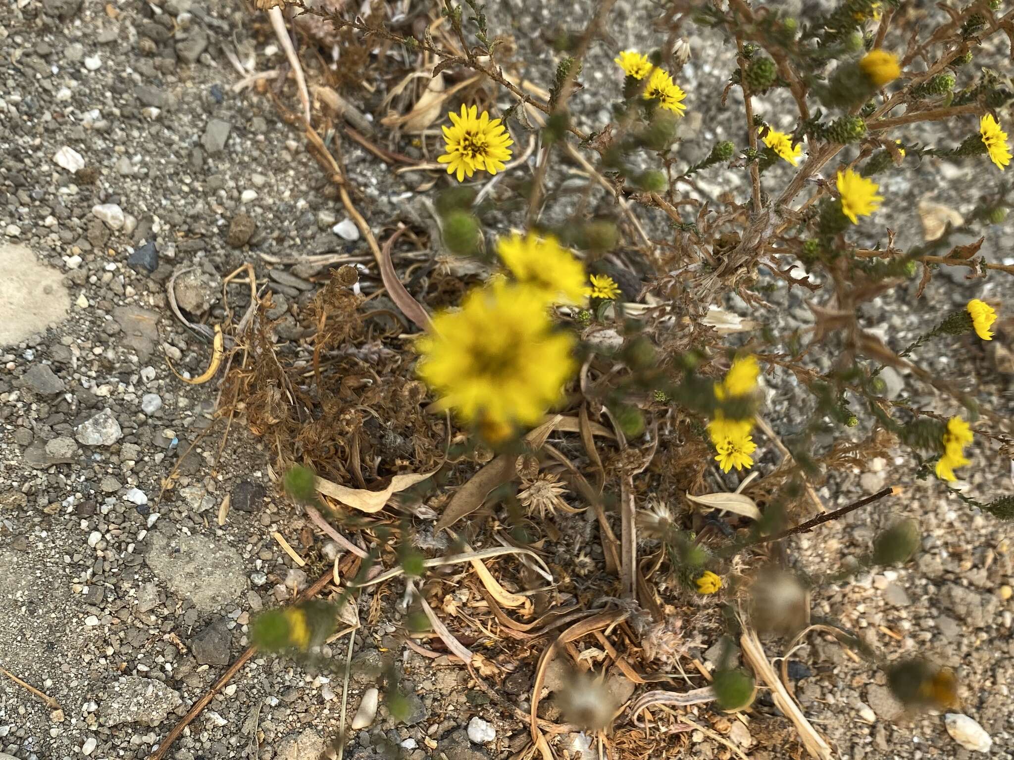 Plancia ëd Lessingia pectinata var. tenuipes (J. T. Howell) Markos