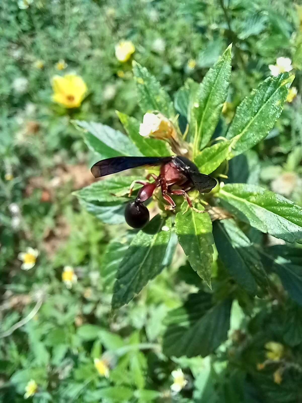 Zethus mexicanus (Linnaeus 1767)的圖片