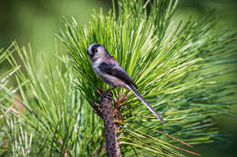 صورة Aegithalos caudatus kiusiuensis Kuroda & Nagamichi 1923