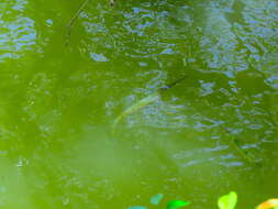 Image of Banded needlefish