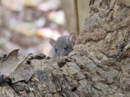 Image of Gray Short-tailed Opossum