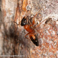 Image of Opisthopsis rufithorax Emery 1895