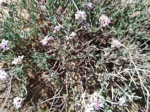 Image de Lippia fastigiata Brandegee