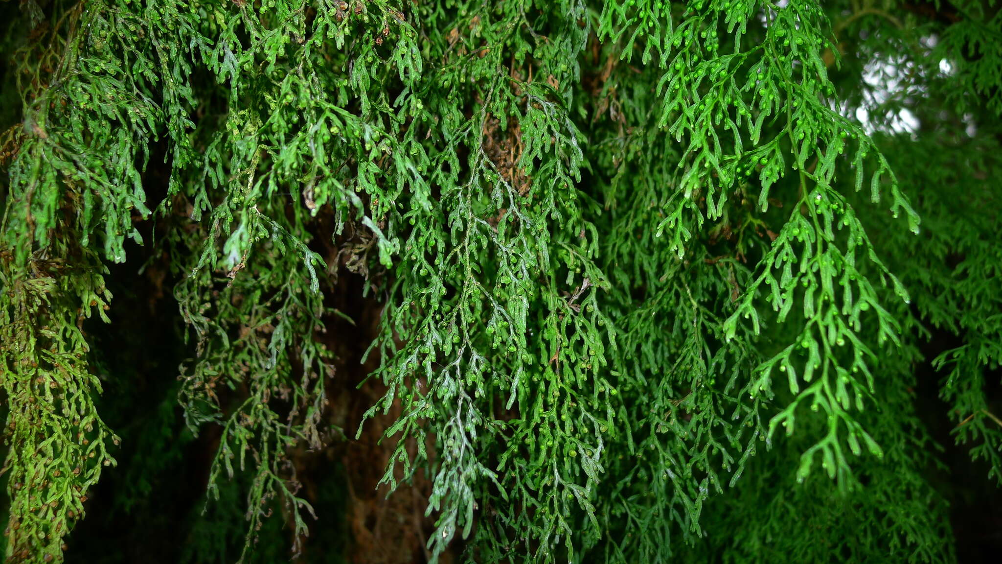 Image de Hymenophyllum pulcherrimum Col.