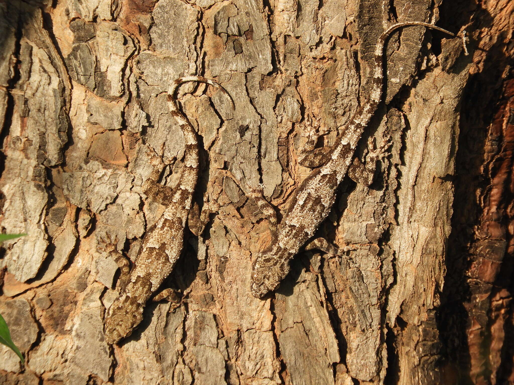 Image of Baobab Gecko