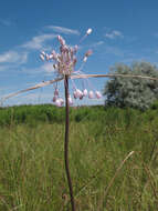 Image of Allium podolicum Blocki ex Racib. & Szafer