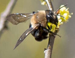 Image of Carlin's Andrena