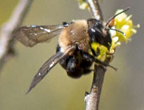 Image of Carlin's Andrena