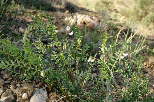 Image of blister vetch