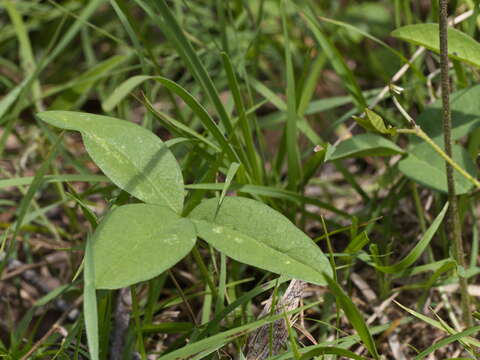 Image of Glycine latrobeana (Meissner) Benth.