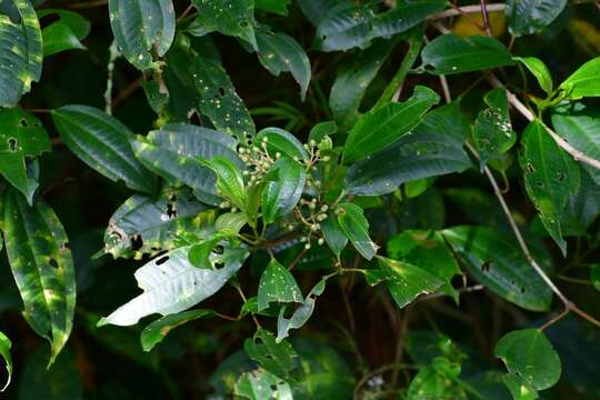 Sivun Miconia glaberrima (Schltdl.) Naud. kuva