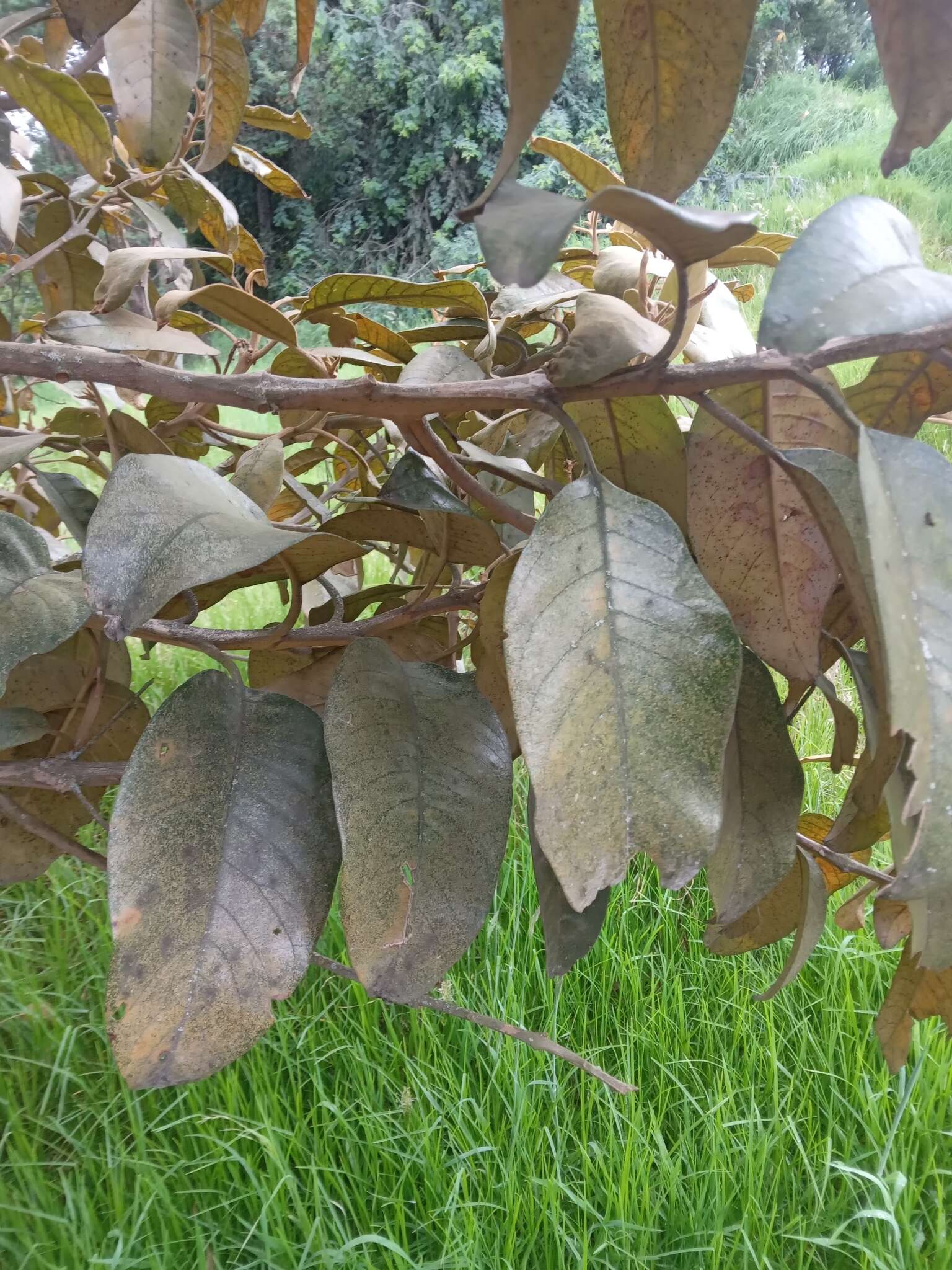 Plancia ëd Citharexylum subflavescens S. F. Blake