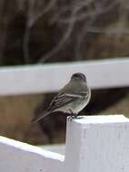 Image of American Grey Flycatcher