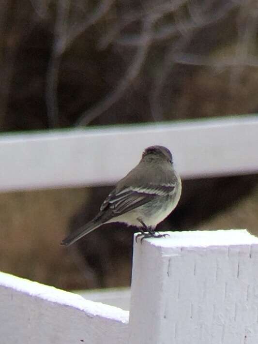 Image of American Grey Flycatcher