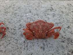 صورة Liocarcinus strigilis (Stimpson 1858)