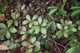 Sivun Litsea rotundifolia var. oblongifolia (Nees) C. K. Allen kuva