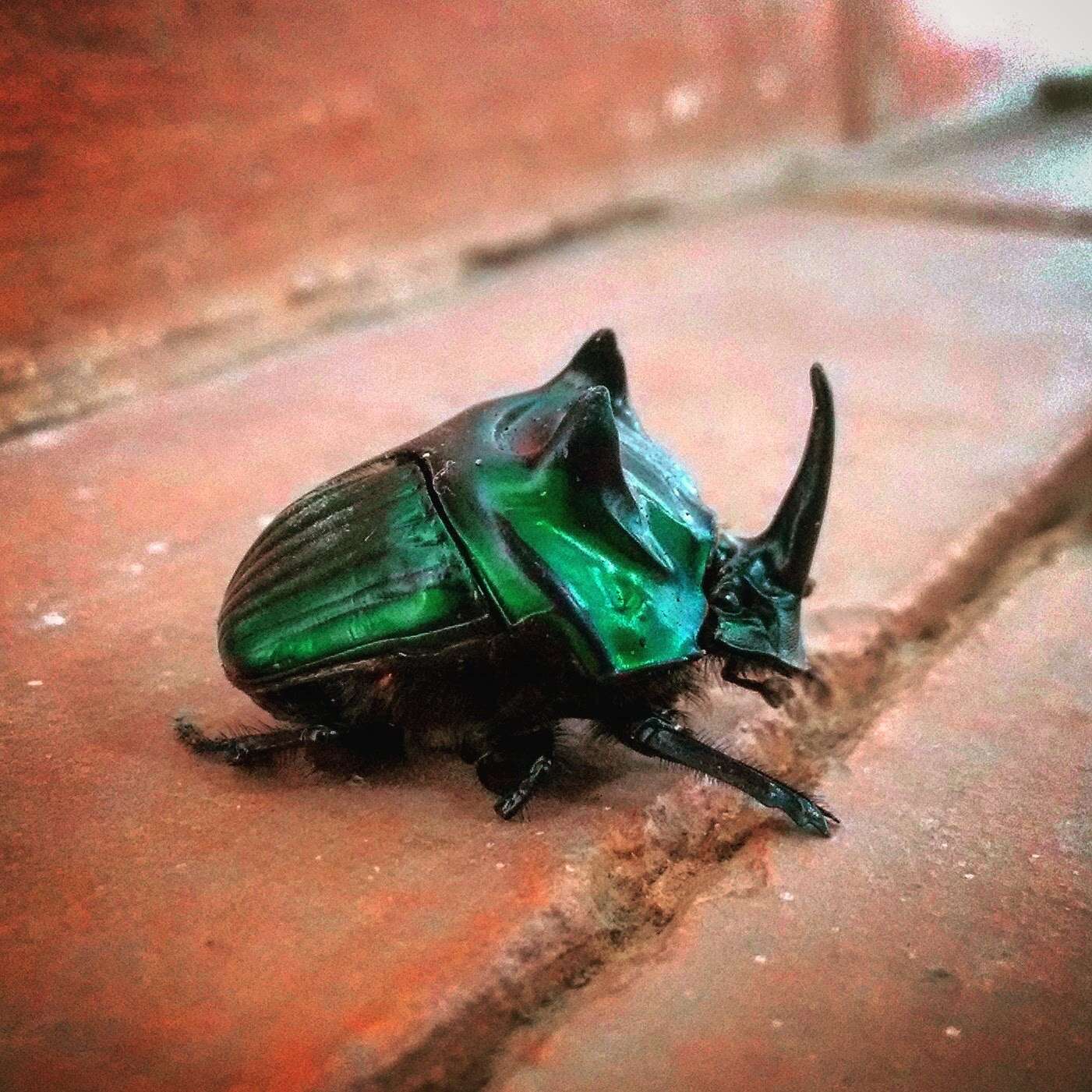 Image of Green Devil Beetle