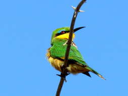 Image de Merops pusillus argutus Clancey 1967